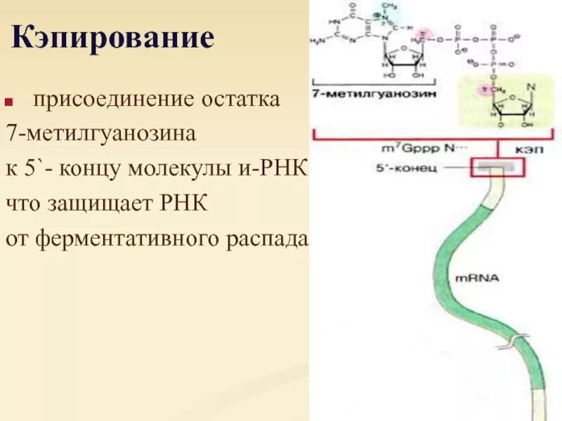 5 Конец РНК. Cap РНК. Кэпирование РНК прокариоты. Что такое cap участок у РНК.