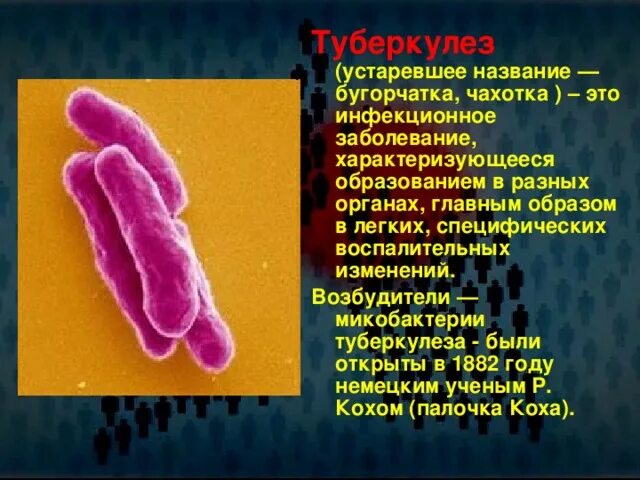 Как называли туберкулез. Специфический возбудитель туберкулеза. Палочка Коха является возбудителем. Палочка Коха туберкулез. Название палочки туберкулеза.