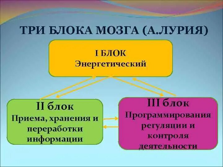 Нарушения блоков мозга. 3 Блока Лурия. Три функциональных блока головного мозга. Блоки мозга Лурия. Функциональные блоки Лурия.