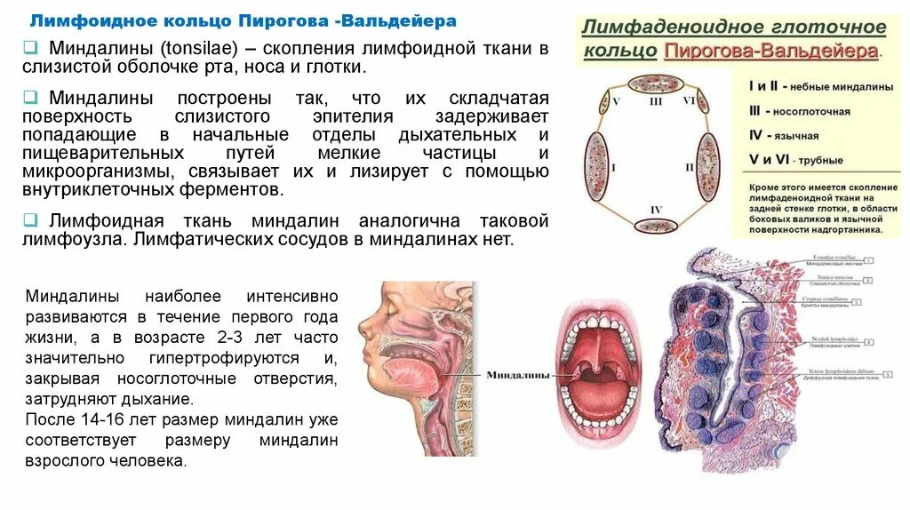Функции миндалин. Кольцо пирогова анатомия миндалины. кольцо пирогова вальдейера анатомия функции. строение глоточное кольцо пирогова. миндалины пирогова вальдейера.
