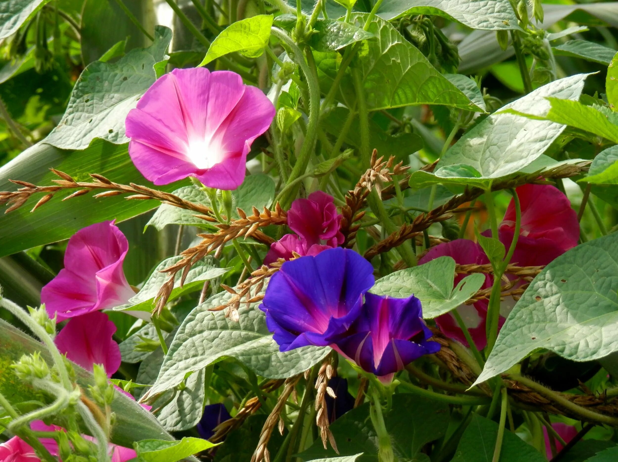 Ипомея ультрафиолет. Вьюнок нпг. Мавританский вьюнок. Вьюнок полевой (convolvulus arvensis). Голубые цветы вьюнок.