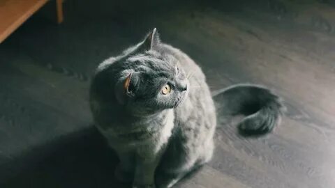 Кот сидит на полу