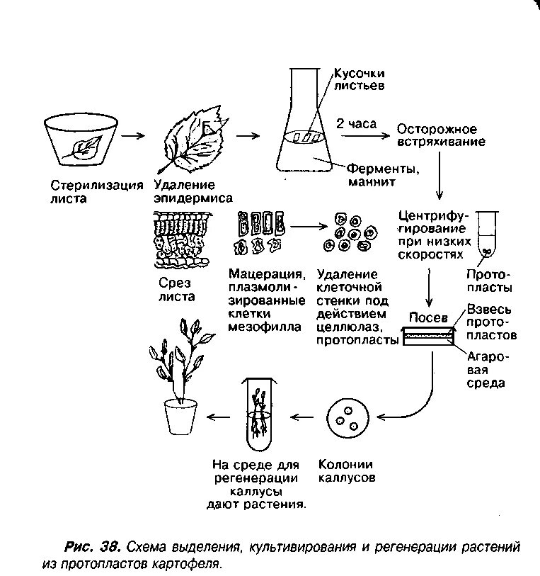 Схема микроклонального размножения растений. Микроклональное размножение растений схема. Схема микроклонального размножения картофеля. Метод культуры тканей микроклональное размножение. Установите последовательность этапов выращивания растения