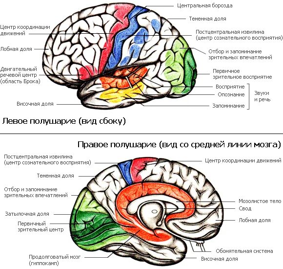 Характеристика полушарий мозга. Левое полушарие мозга анатомия. Строение левого и правого полушария. Структура и строение головного мозга схема. Строение мозга человека полушария.