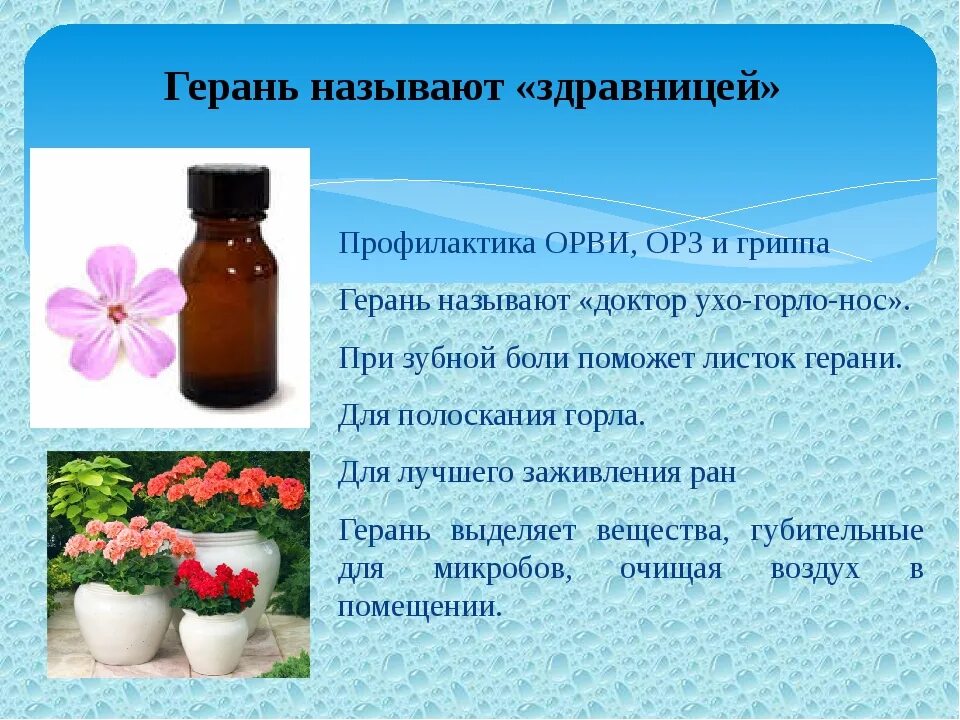 Герань в ухо. Герань лечебная для ушей. Лечим уши геранью. Герань лечебная для ушей. Герань полезные свойства.