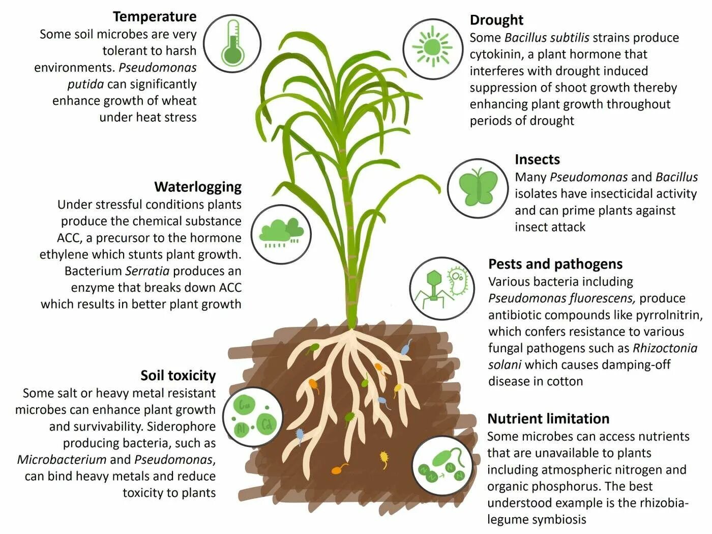 How many plants. PGPR бактерии. Soil bacteria. Nutrient Soil. Plant growth-promoting bacteria.