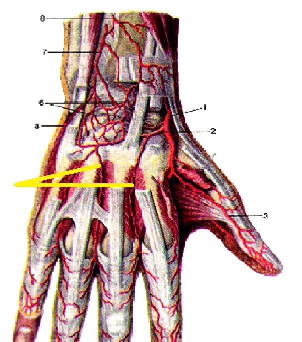 Тыльная запястная ветвь лучевой артерии. Лучевая артерия топография. Плечевая артерия топография. Топография сосудов и нервов переднего фасциального ложа. Повреждение мелких артерий кистей и стоп