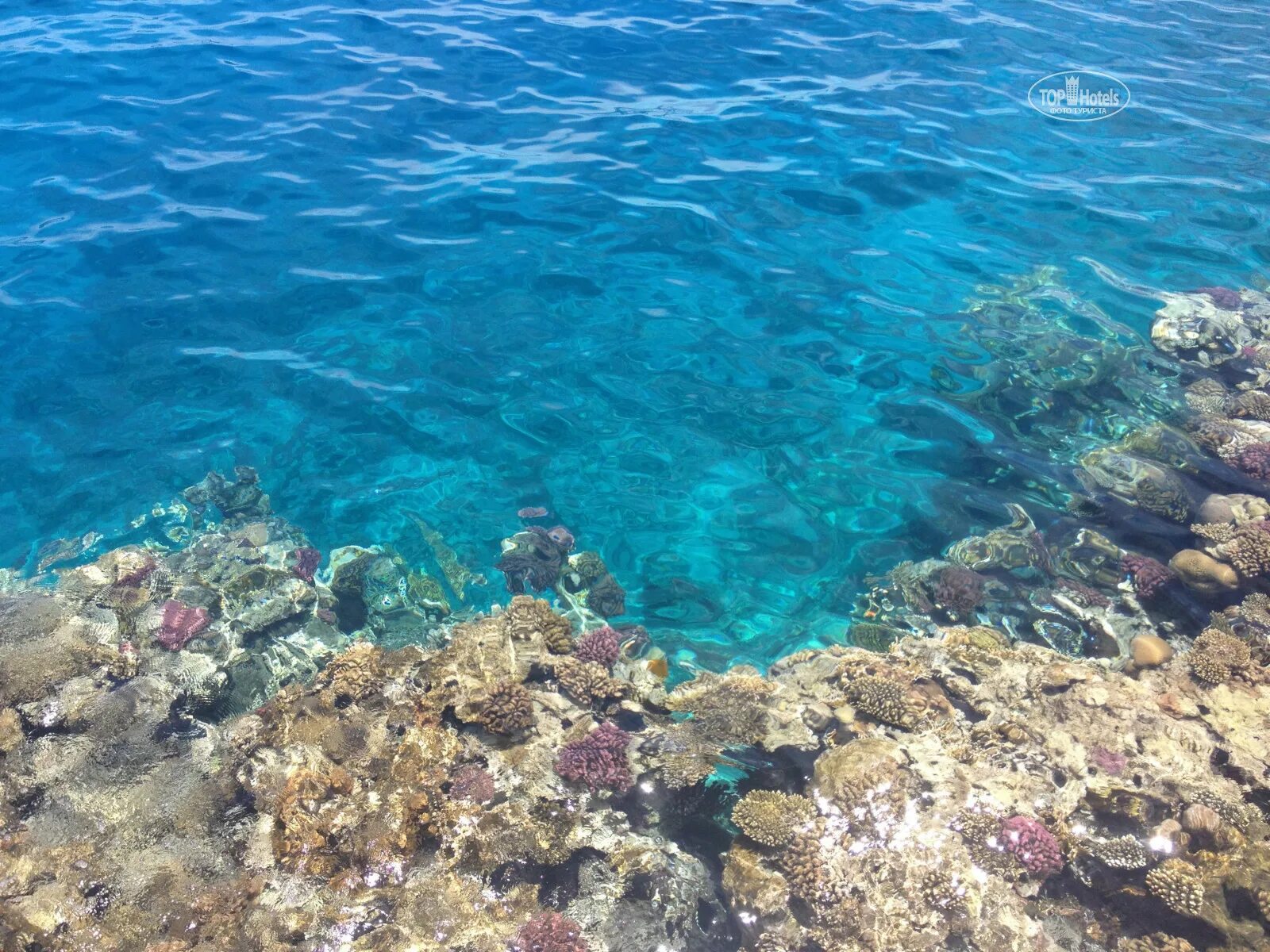 Шарм клиф резорт шарм эль шейх. Sharm cliff. sharm cliff 3 египет шарм-эль-шейх/наама. шарм эль шейх cliff resort. шарм эль примо.