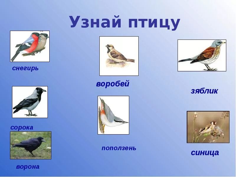 Окружающий мир. Птицы. Птицы по окружающему миру. Перелетные и зимующие птицы. Перелетные и зимующие птицы для детей.
