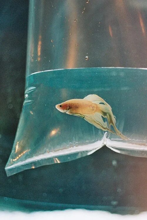 Маленькие рыбки плавают в аквариуме любопытный. Аквариум Эстетика. Рыбка вен. Рыба плавающая назад. Океанариум Эстетика.