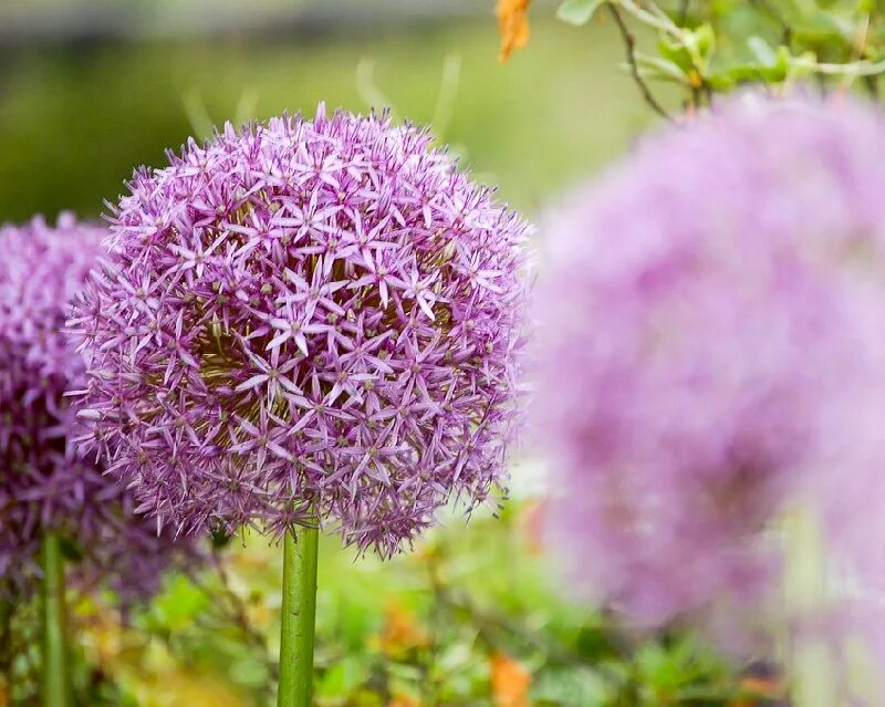 семейство луковые соцветие. семейство луковые строение цветка формула. соцветие лука схема. семейство луковые соцветие. лук исполинский.