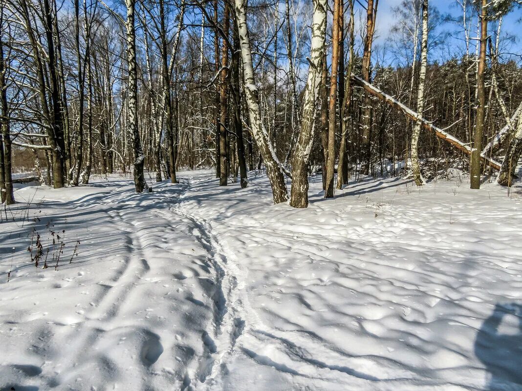 Снег 5 декабря. Ромашковский лес Москва. Агрегатная Поляна Ромашковский лесопарк. Ромашковский лес Москва Лыжня. Ромашковский лес зимой.