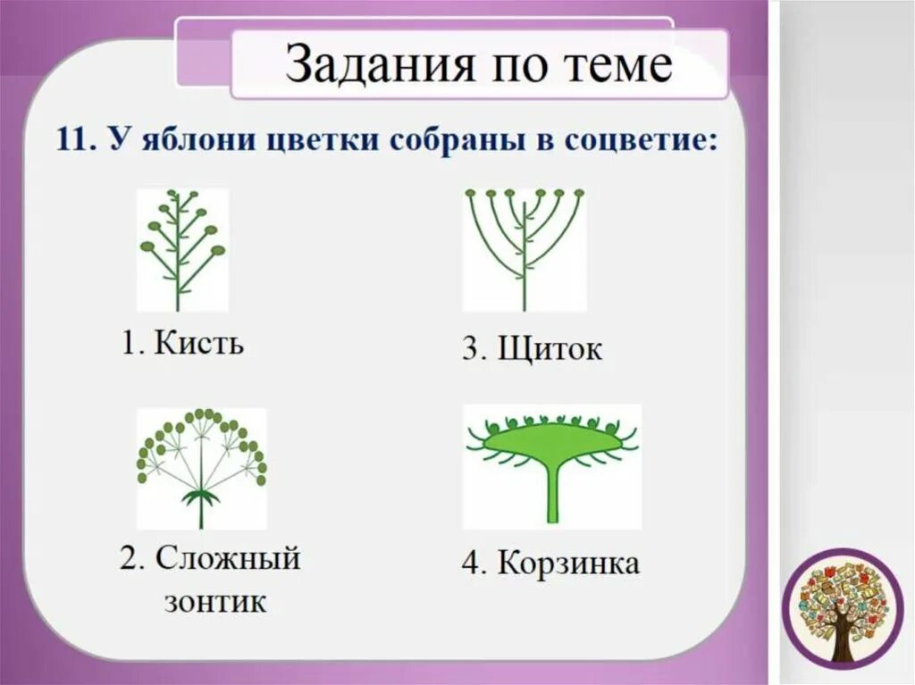 Какие соцветия могут быть только простыми. Соцветие. Простые и сложные соцветия. Многообразие соцветий. Типы соцветий таблица.