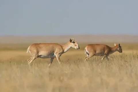 Самое крупное животное в степи