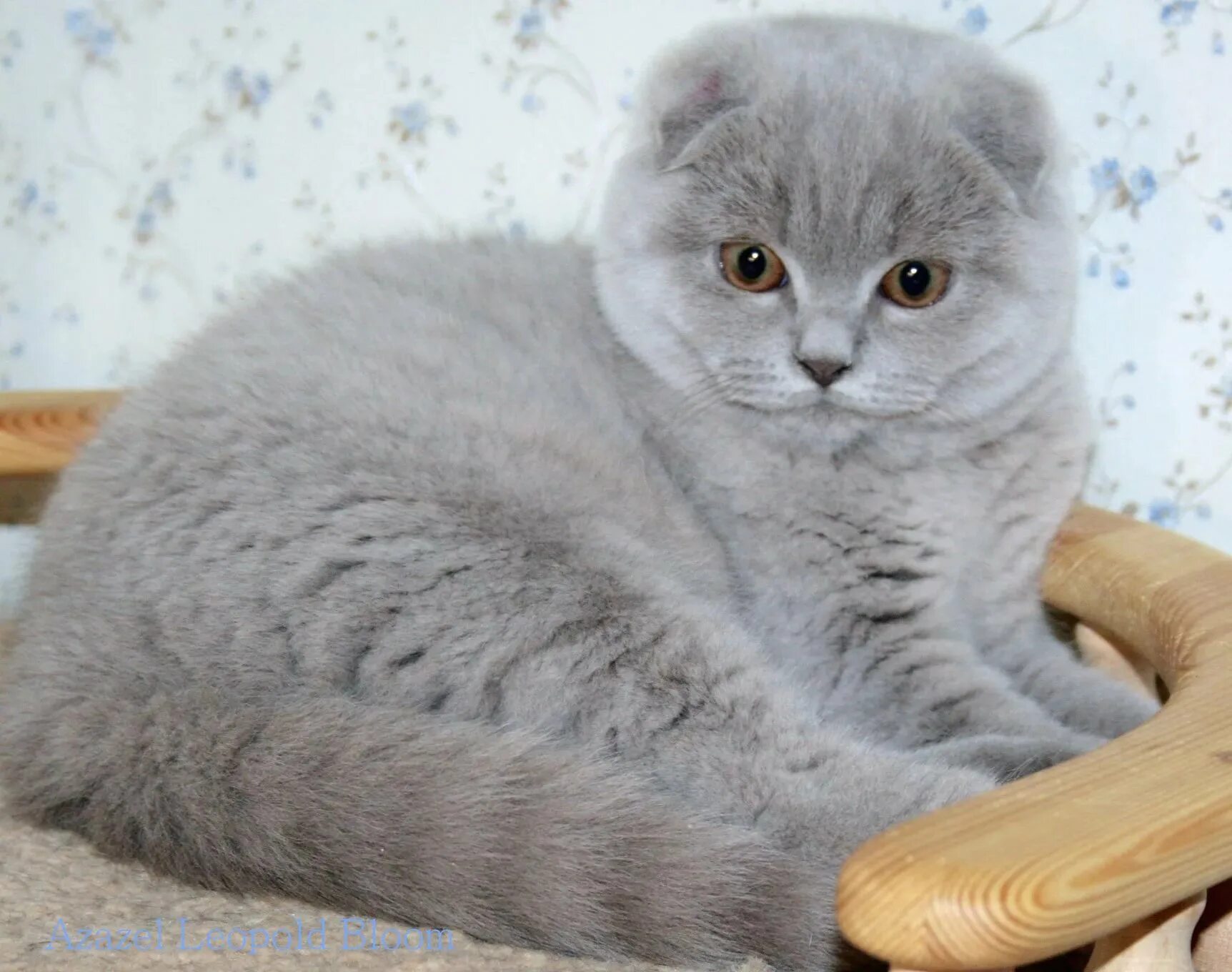 Шотландская вислоухая кошка лиловая. Скоттиш фолд лиловый. Лиловый шотландский вислоухий кот. Британская кошка вислоухая лиловая.