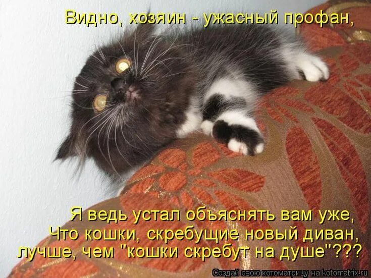 Устал объяснять. Смешные коты с надписями. Веселые котики с подписями. Котоматрица. Кошки скребут на душе.