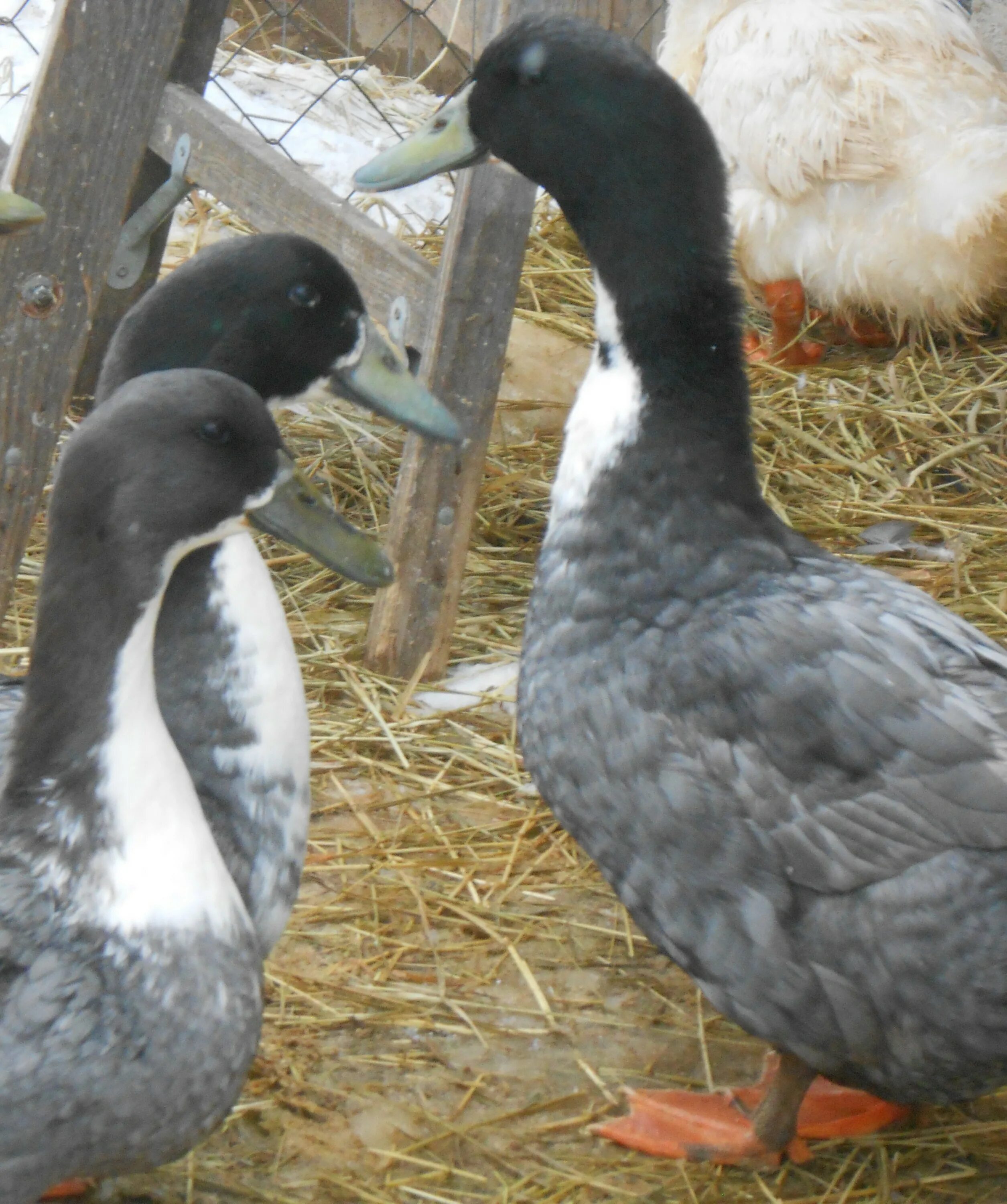 Порода уток голубой фаворит. Утята голубой фаворит. Утка голубой фаворит описание породы. Утка голубой фаворит описание породы. Индоутка голубой фаворит.