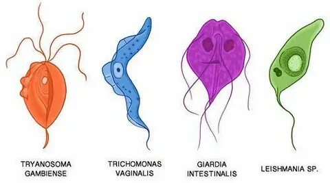 Трипаносома лейшмания лямблия
