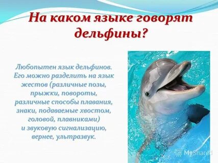 Все имена дельфинов