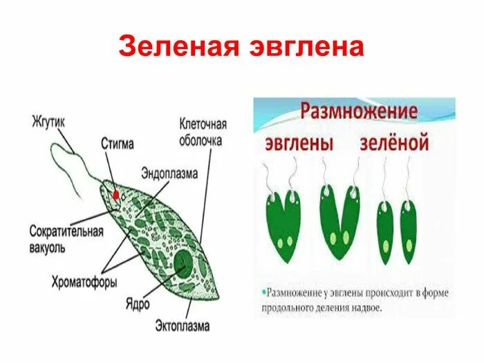 Какой органоид у эвглены зеленой. Эвглена зеленая. Продольное деление эвглены зеленой. Строение организма эвглены зеленой. Жгутиконосцы эвглена зеленая размножение.