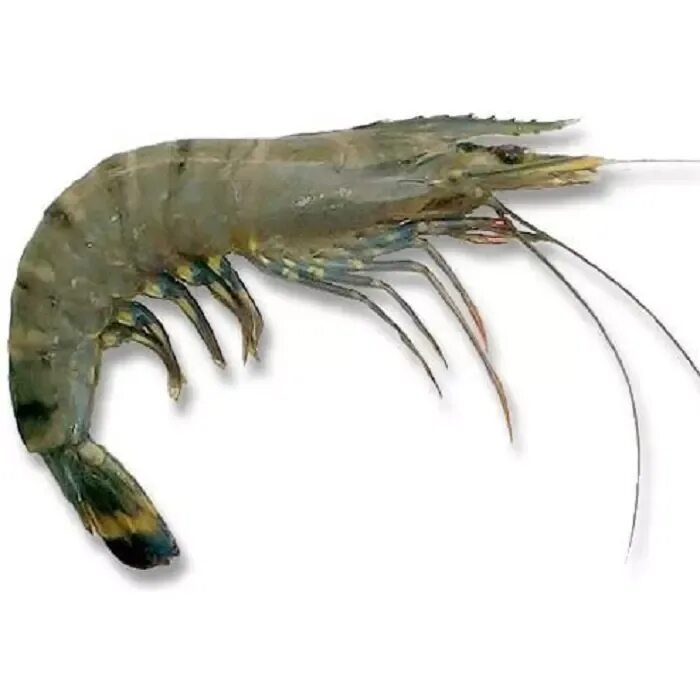 Лапки креветки. Penaeus monodon креветки. Креветки Shrimp Black Tiger. Креветка Макробрахиум Розенберга. Креветки черная тигровая Penaeus monodon.