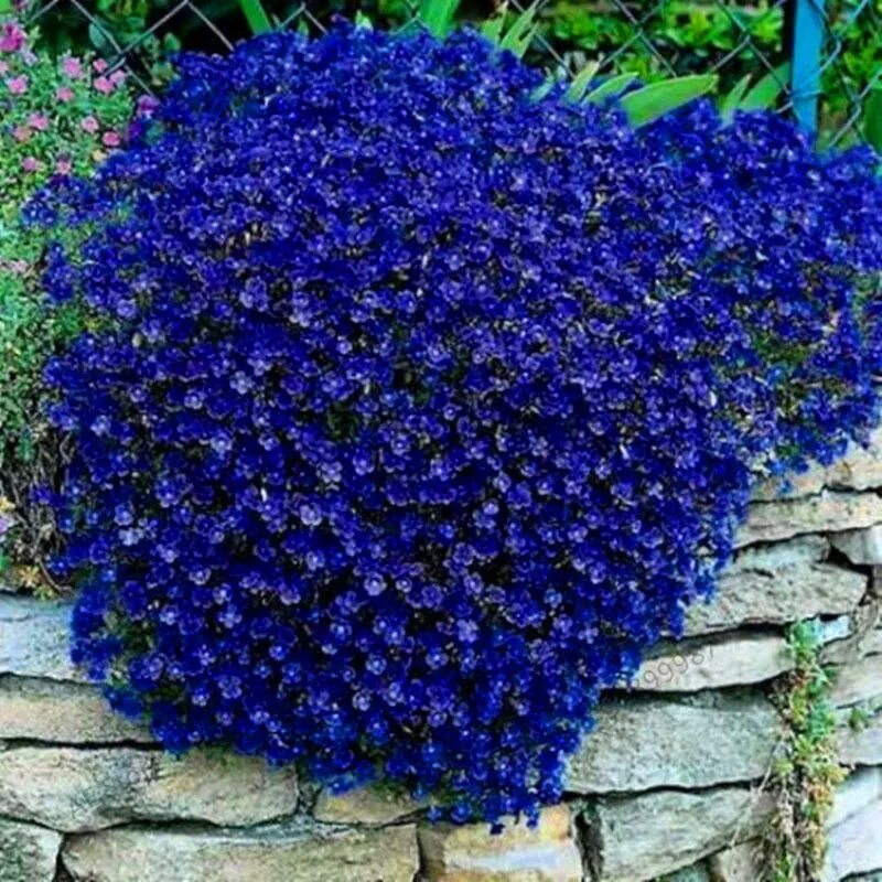 Синие цветы ковром. Синие цветы ковром. Барвинок почвопокровный. Синие ковровые цветы. Вероника оксфорд блю цветок.