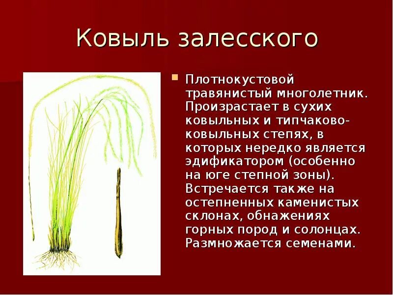 Ковыль сообщение 4 класс. Ковыль сообщение 4 класс