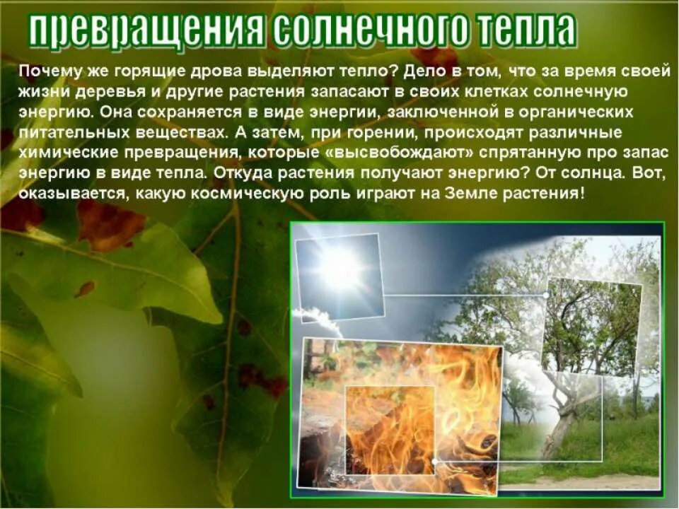 Питание растений 6 класс биология. Почему воздушное питание. Почему воздушное питание. Почему воздушное питание. Лист воздушное питание.