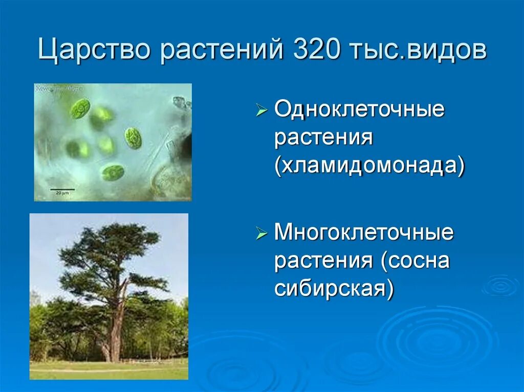 Среди многообразия. Царство растений. Царство растений презентация. Разнообразие растений. Многообразие царства растений.