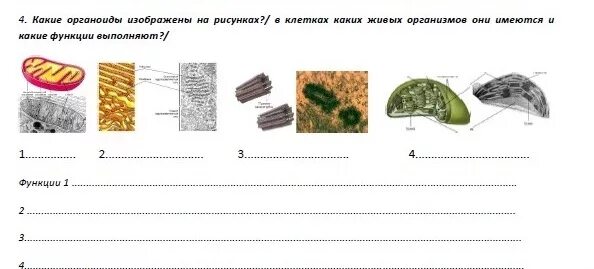 Тест клетка егэ. Органоиды клетки схема 9 класс. Строение клетки и функции органоидов рисунок. Органоиды клетки и их функции рисунок. Строение органоидов клетки ЕГЭ.