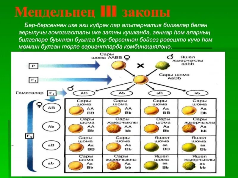 Генетика человека 10 класс биология презентация. Генетика биология. Генетика биология 10. Генетика 10 класс биология. Генотип это в биологии 10 класс.