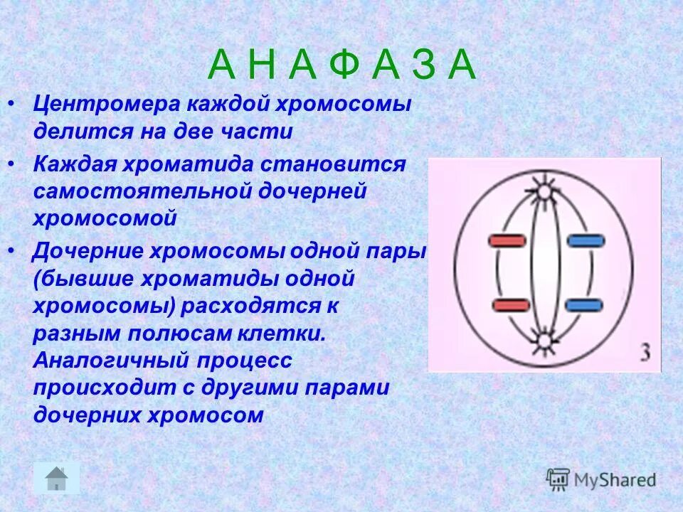 на каком этапе хроматиды становятся хромосомами. на каком этапе хроматиды становятся хромосомами. на каком этапе хроматиды становятся хромосомами. функция сестринских хроматид. хромосома и хроматида.