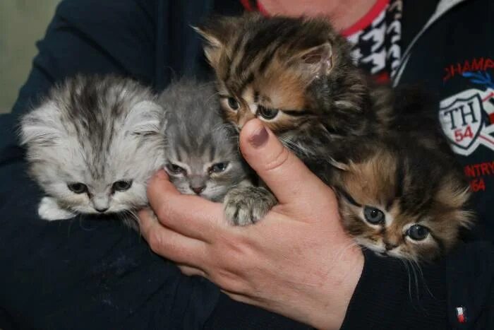 Котята в ростове на дону. Котят в городе ростове на дону. Авито ростов на дону котята. Шотландские вислоухие чёрные котята 1 месяц. Британский кот вислоухий ростов-на-дону.