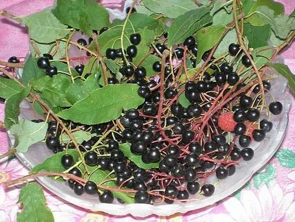 Плоды черемухи едят