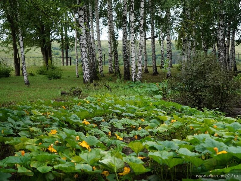 Веткина Усть Пристанского района. Село Вяткино Усть Пристанский район Алтайский. Усть-Пристанский район село Вяткино. Деревня Вяткино Алтайский край. Погода вяткино алтайский край