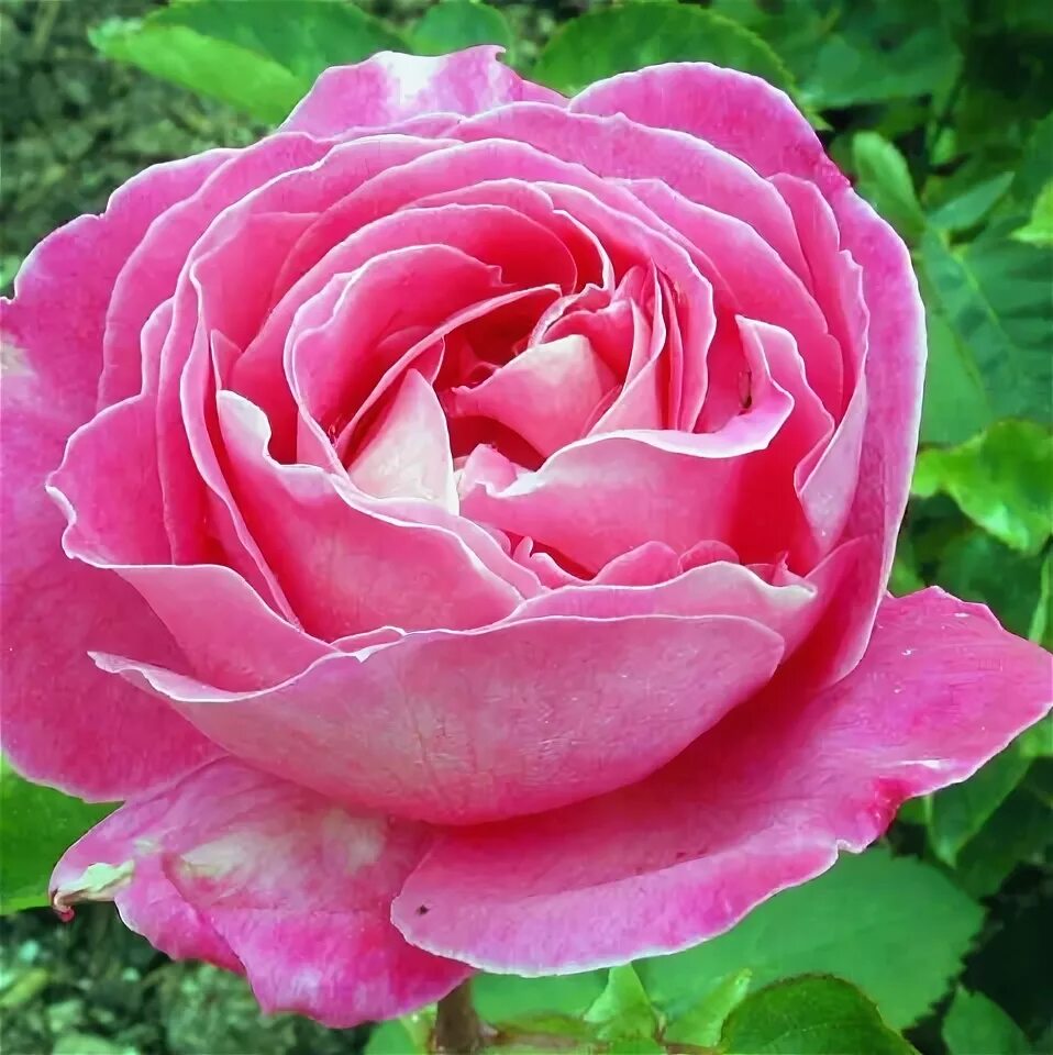 Чайно гибридная пинк. Чайно гибридная пинк. Чайно-гибридные розы пинк интуишн (pink intuition). Чайно гибридная пинк. Чайно гибридная пинк.