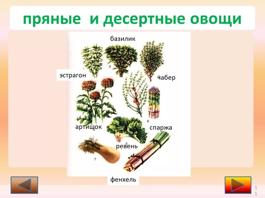 Виды десертных овощей. Ассортимент десертных овощей. Ассортимент пряных и десертных овощей. Десертные и пряные овощи презентация. Овощи входящие в группу