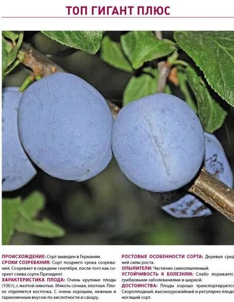 Слива бербанк гигант описание сорта фото отзывы. Слива топ гигант. слива сорт топ гигант. крупные сорта слив. слива топ гигант плюс.