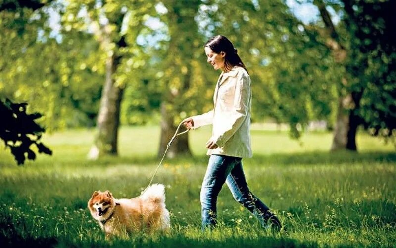 Walking pet. Прогулка с собакой. Человек гуляет с собакой. Гулять с собакой. Прогулки на свежем воздухе с собакой.