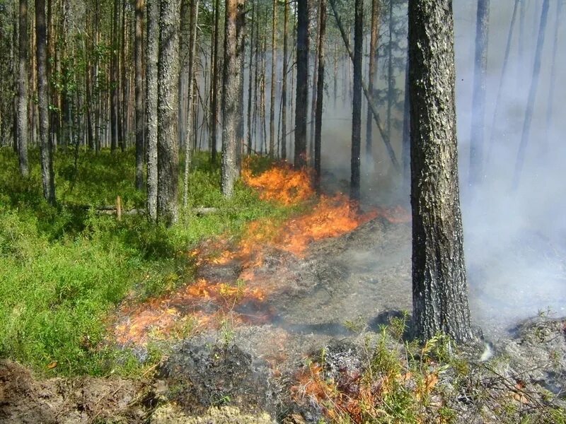 Другие сели в лесах. Низовой Лесной пожар. Устойчивый низовой Лесной пожар. Низовой пожар в лесу. Низовой средний Лесной пожар.