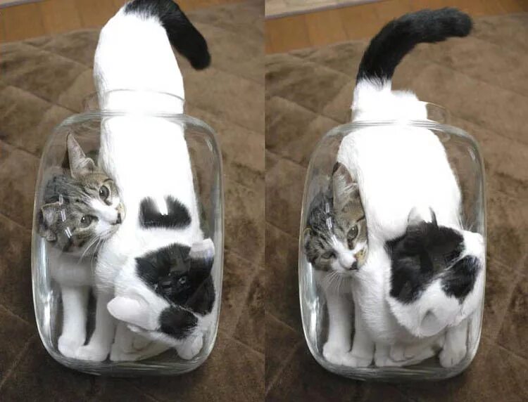 карта monobank. монобанк кот. кошак в банке. рокетбанк кошачья залупа. смешные котики в банке.