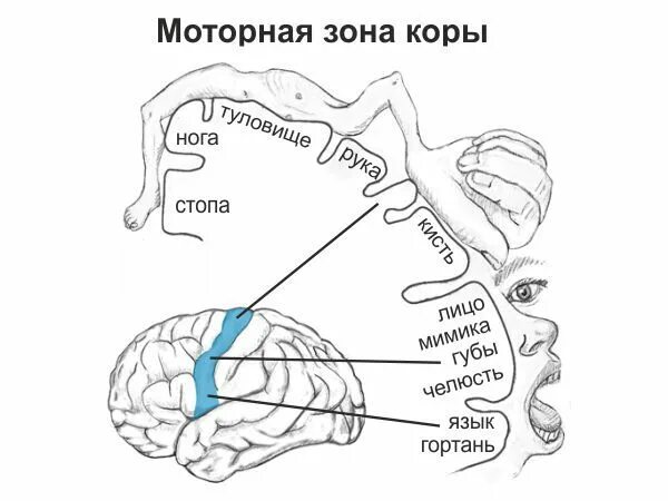 Двигательная область мозга. Двигательные центры коры головного мозга. Двигателье зоны коры головного мозга. Двигательные области коры больших полушарий. Функции моторной зоны коры головного мозга физиология.