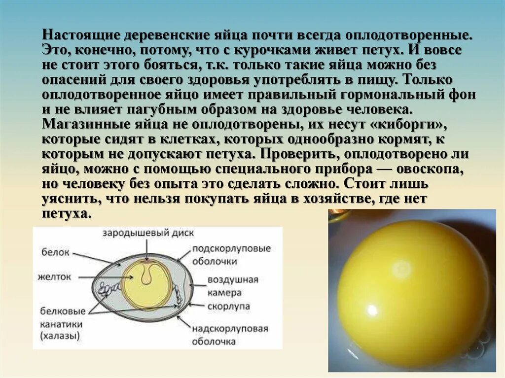 Функция желтка. Оплодотворенное куриное яйцо. Оплодотворенное яйцо курицы. Оплодотворение яйца курицы. Желток оплодотворённого яйца.