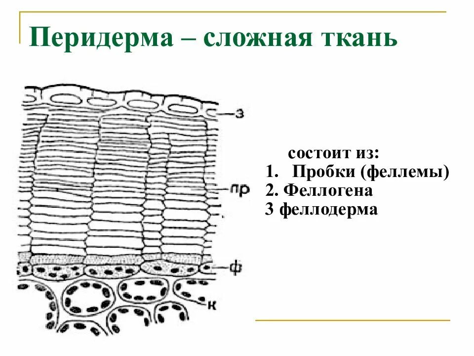 Из какой ткани состоит пробка. Феллема и феллодерма. покровная перидерма феллема рисунок. ткани перидермы. строение перидермы растений.
