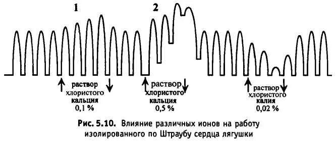 Сокращение изолированного сердца. Кимограмма сокращений сердца лягушки. влияние ионов кальция на работу сердца. влияние адреналина на деятельность сердца лягушки. ионы влияющие на работу сердца.