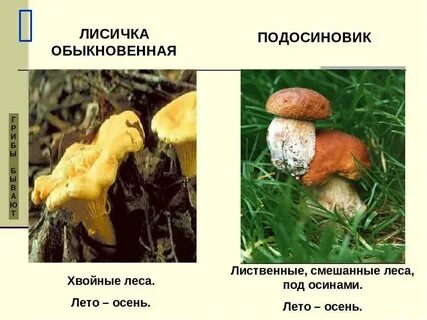 Как отличить ложный подосиновик от настоящего