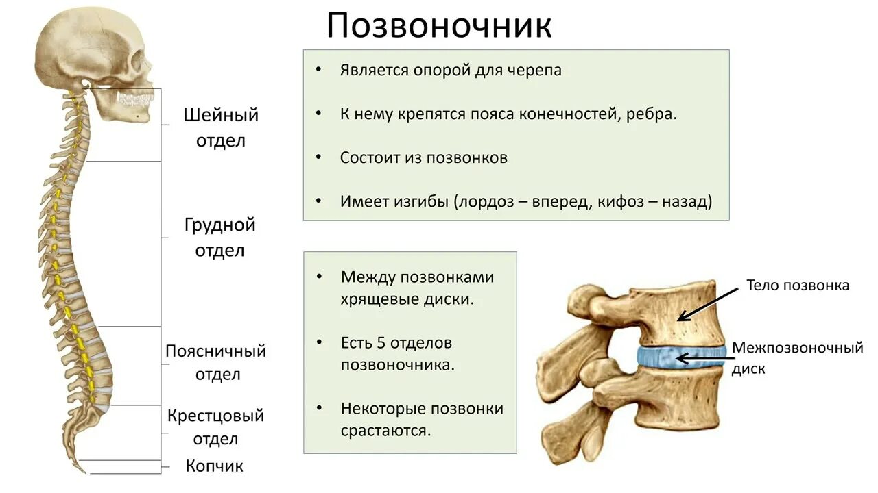 Биология 8 класс скелет человека позвоночник. Отделы позвоночника человека биология 8 класс. Кость позвоночника строение позвонка позвоночника. Скелет туловища позвонки биология 8 класс. Изгибы костей