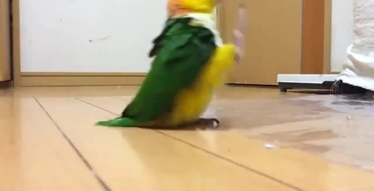 Смешно про попугаев