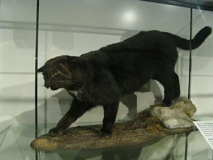 Келласская кошка