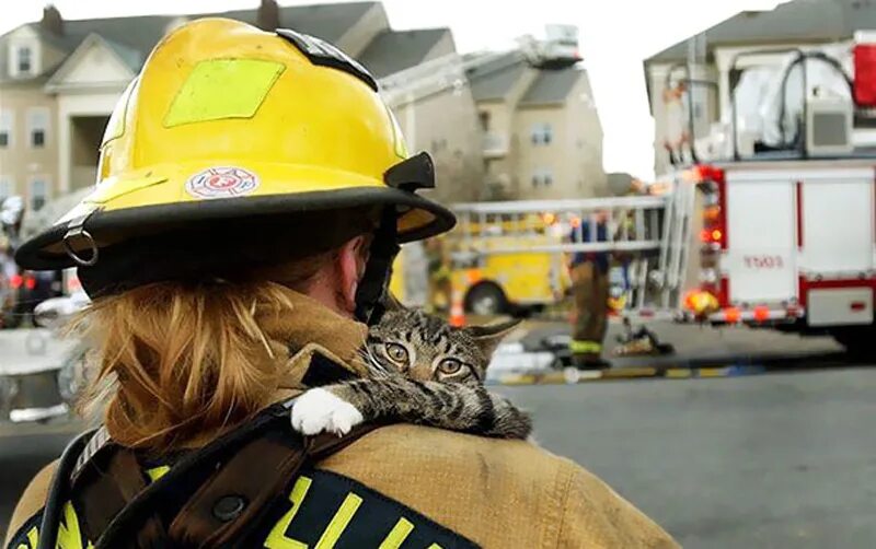 Коты пожарные. Спасение животных на пожаре. Пожарный с котенком. Кошечки спасают